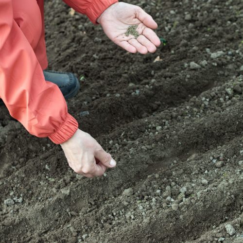 Closeup of gardener  sows seeds in soil at field
