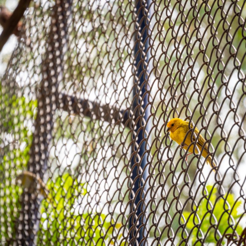 The Saffron Finch (Sicalis flaveola), the Yellow Bird is on a Metal Grid